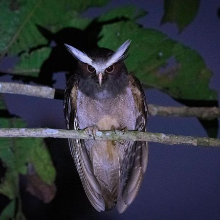 Shimiyacu Amazon Lodge Tarapoto Dış mekan fotoğraf