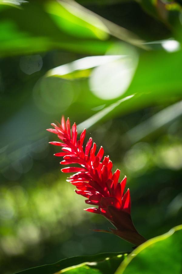 Shimiyacu Amazon Lodge Tarapoto Dış mekan fotoğraf