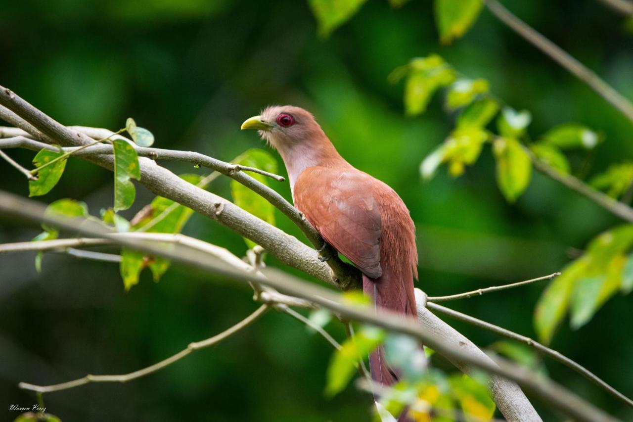 Shimiyacu Amazon Lodge Tarapoto Dış mekan fotoğraf