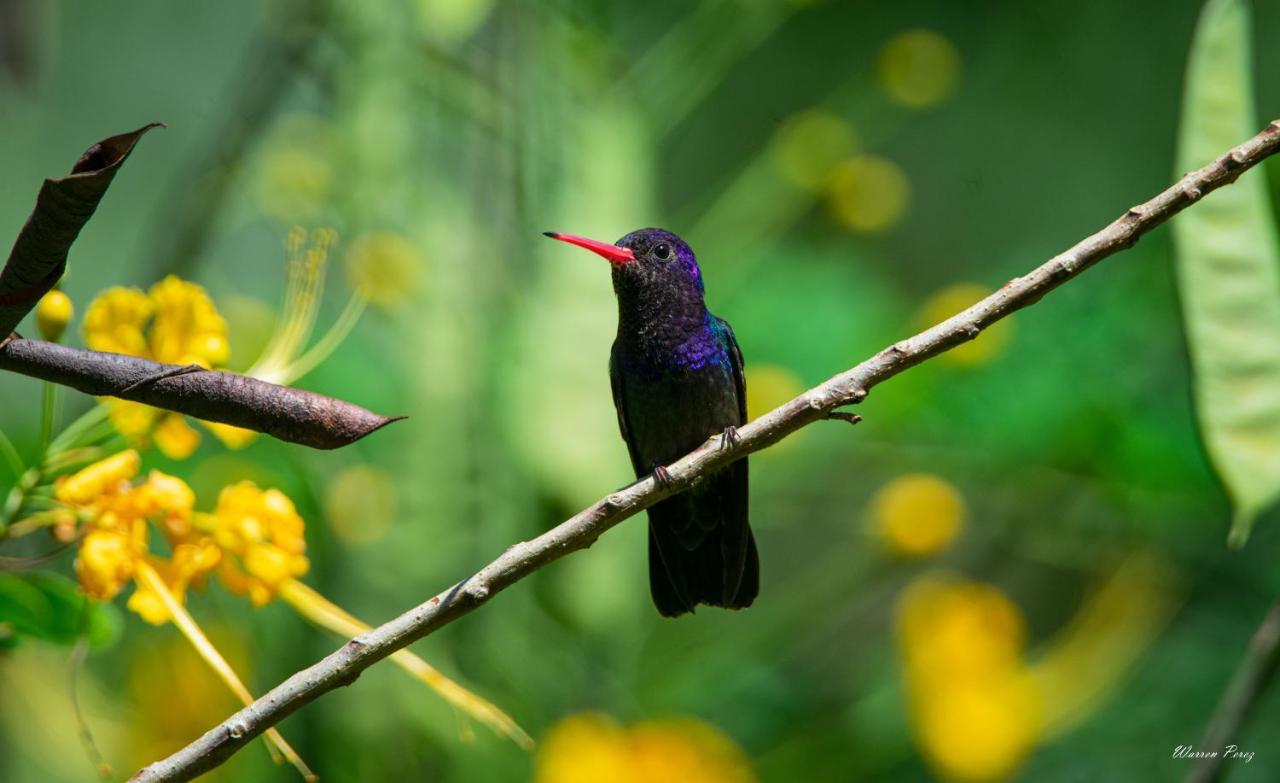 Shimiyacu Amazon Lodge Tarapoto Dış mekan fotoğraf